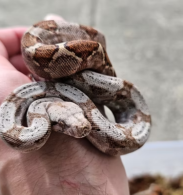 Hog Island boa photo